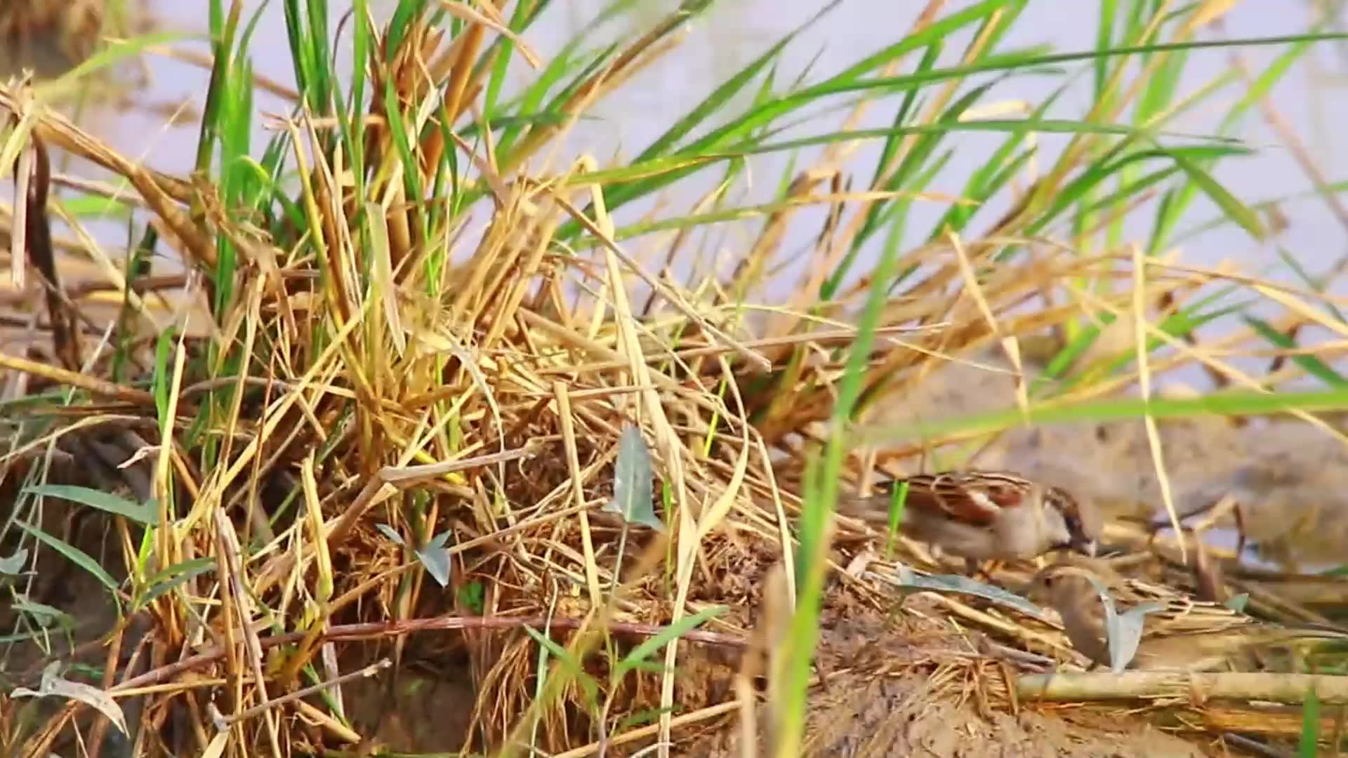 Video thumbnail for Wild small sparrow bird fnd food in grass