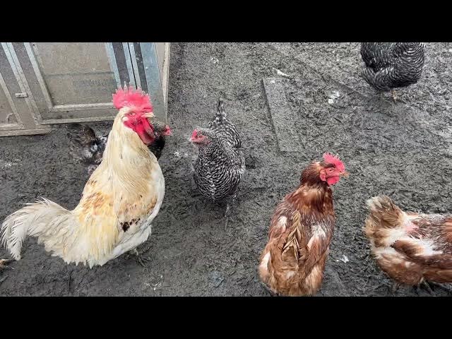 Video thumbnail for Can Baby Chicks Survive Without Their Mother? (Brooder Basics)