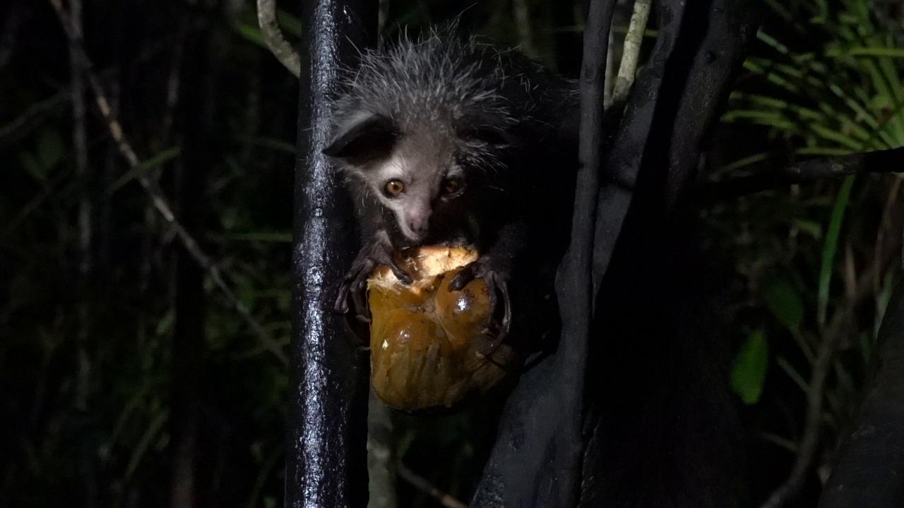 Video thumbnail for Rare Aye-aye Lemur in Madagascar