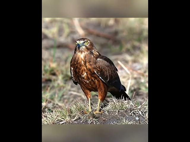 Video thumbnail for The African Marsh Harrier: The Master of stealth hunting