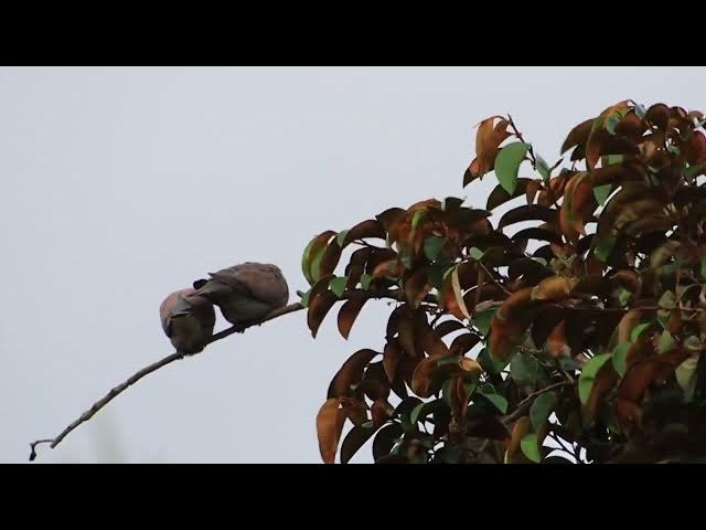 Video thumbnail for Two male & female wild dove in love