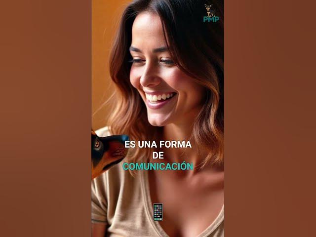 Video thumbnail for Mini Pinscher: ¿Por Qué Rasca la Cama Antes de Dormir? #shorts