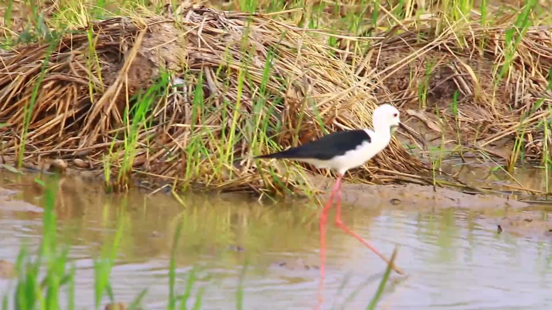 Video thumbnail for In lake bird under land catch food eat