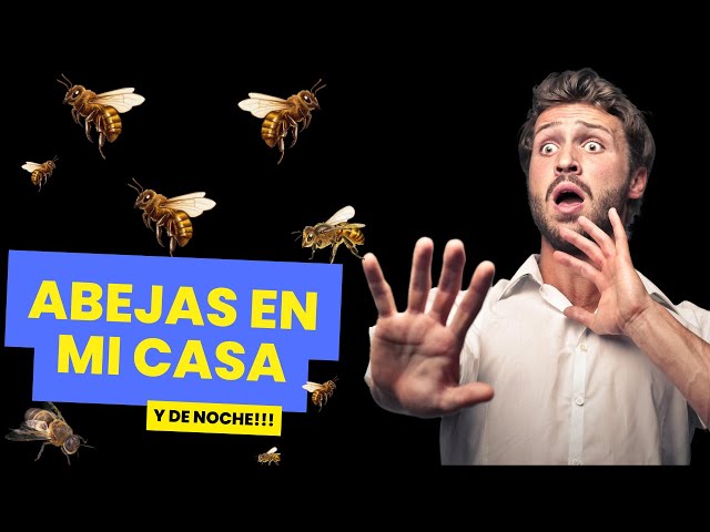 Video thumbnail for Que significa que entre una abeja a tu casa de noche ¡Hay un mensaje!
