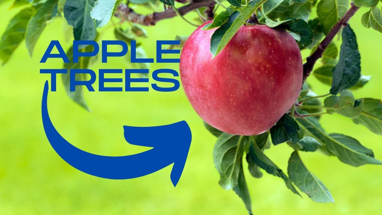 Video thumbnail for Maximize Your Apple Tree's Potential with These Amazing Companion Plants