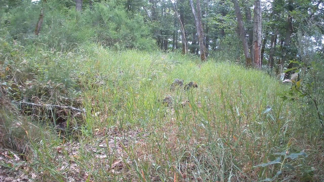 Video thumbnail for Curious Black Woodpecker Beats Trail Cam Like a Drum