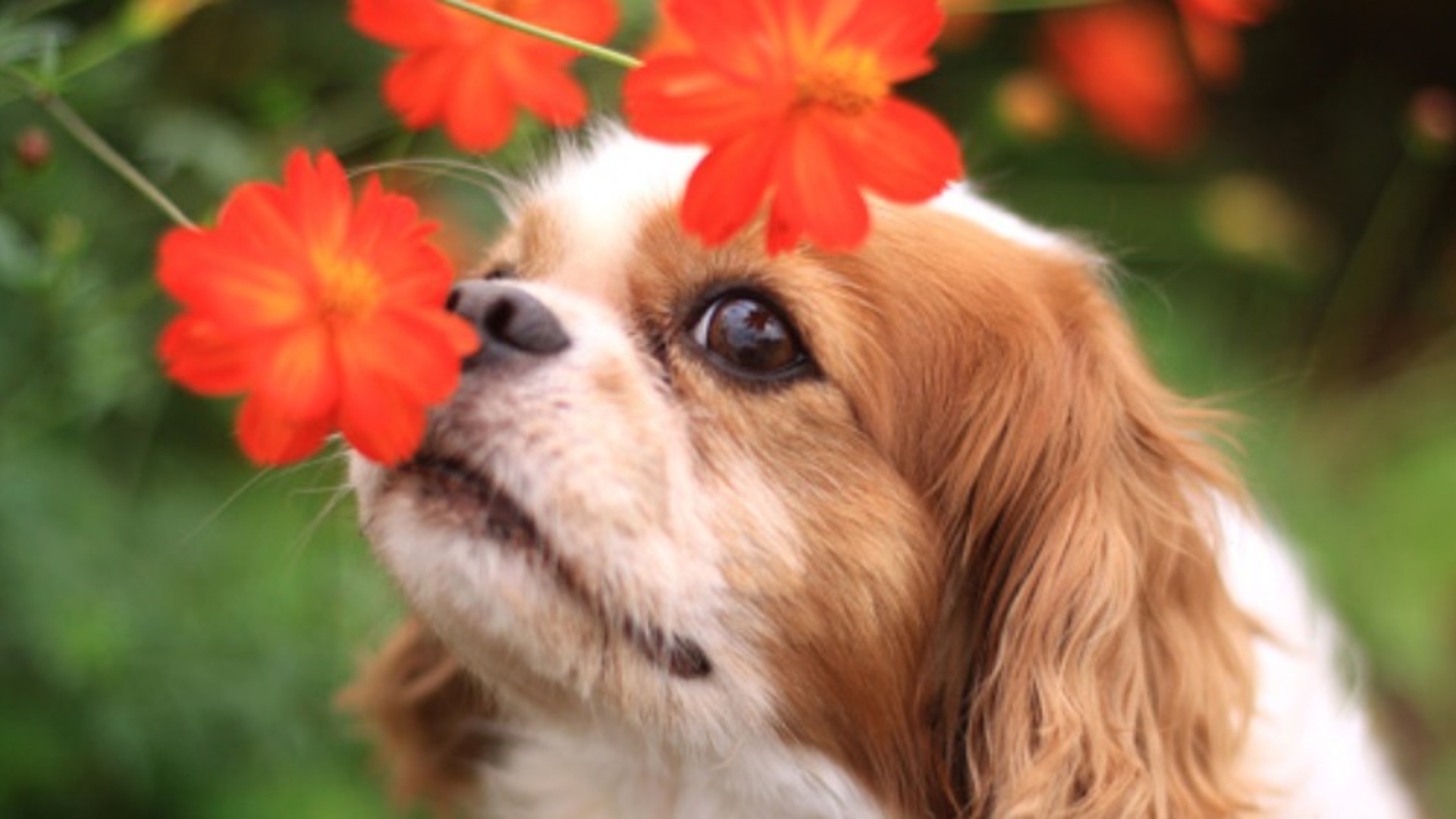 Video thumbnail for Amazing Things Dogs Can Smell That Humans Can't