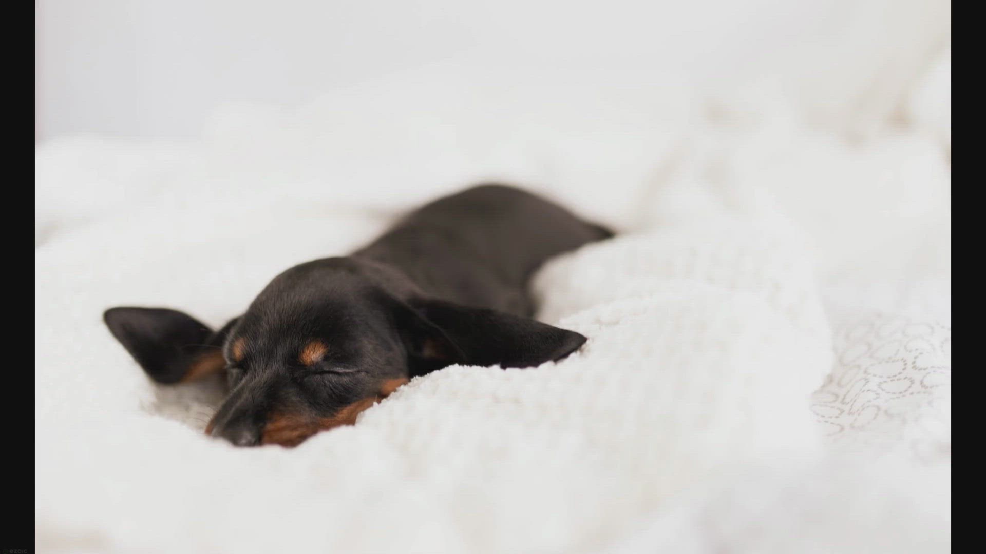 Video thumbnail for Why Does My Dachshund Snore?