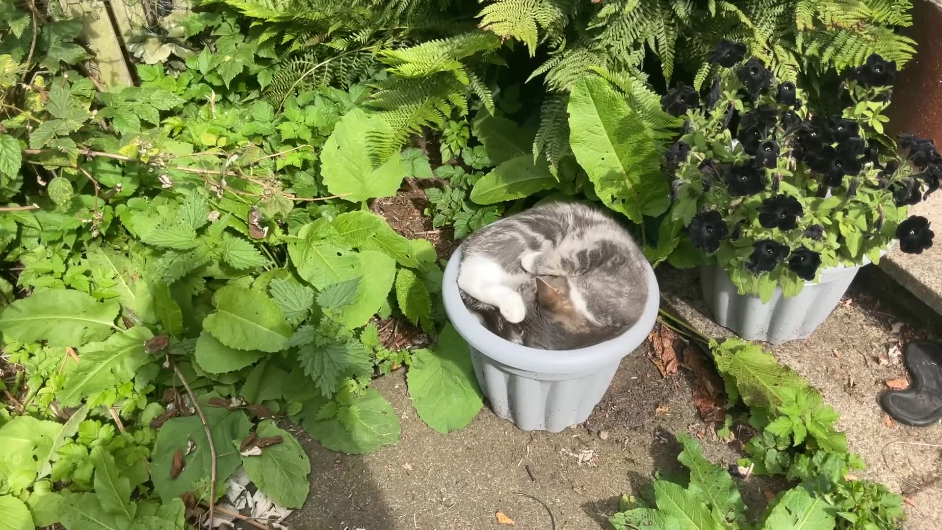 Video thumbnail for My cats