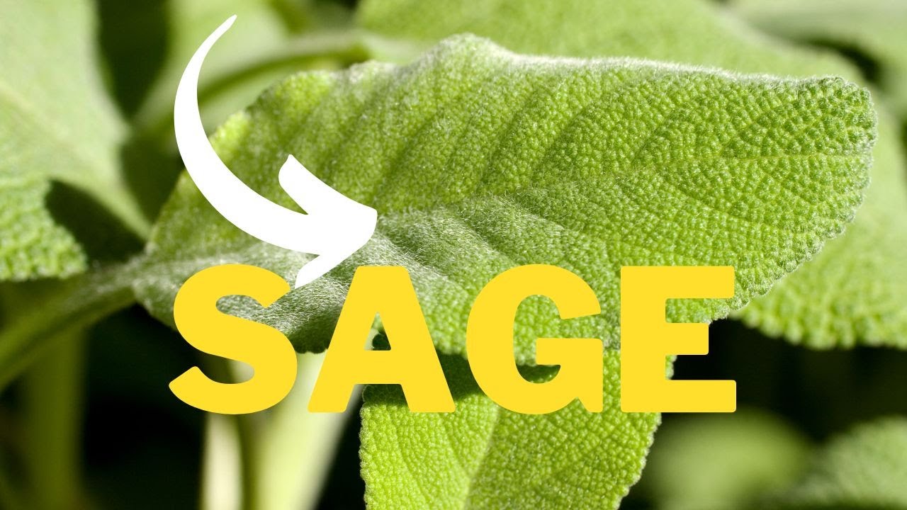 Video thumbnail for Boost Sage's Growth in Your Garden with These Companion Plants