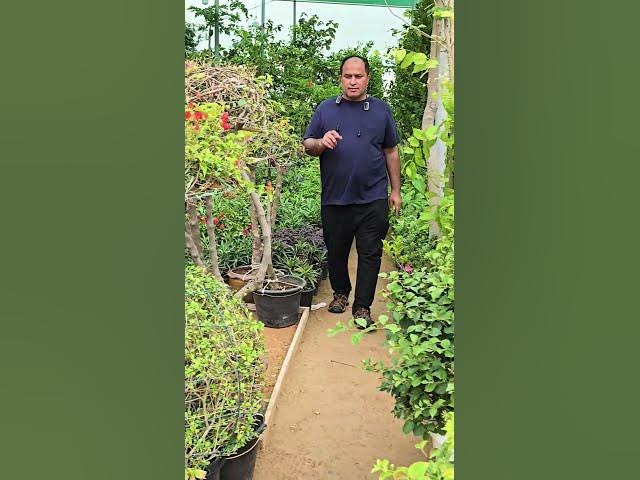 Video thumbnail for Best Plant Nursery in Ajman 🪴 | Home Garden Ideas