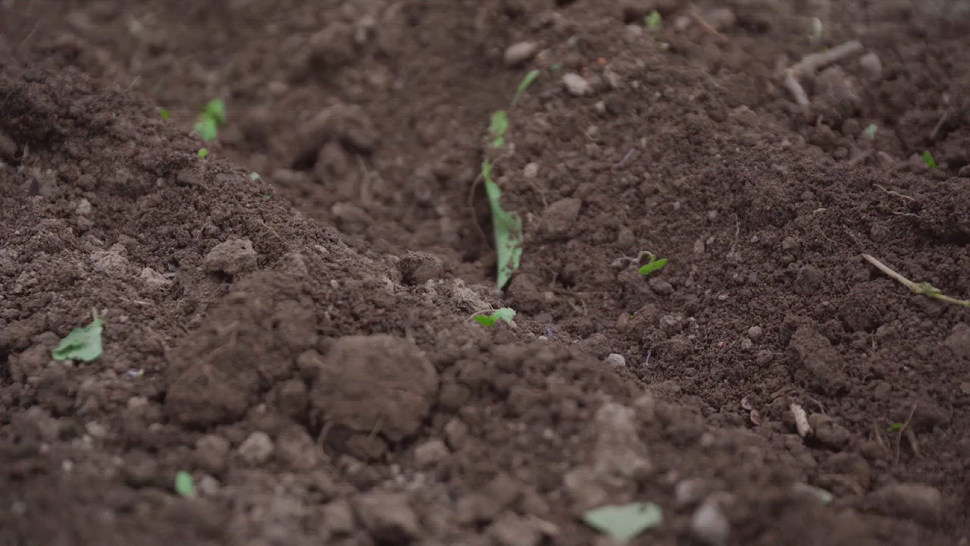 'Video thumbnail for How to Care for Your Onion Plants'