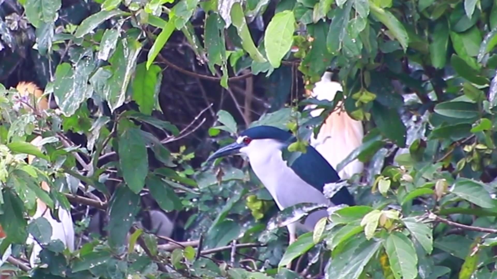 'Video thumbnail for Cute bird stay here'