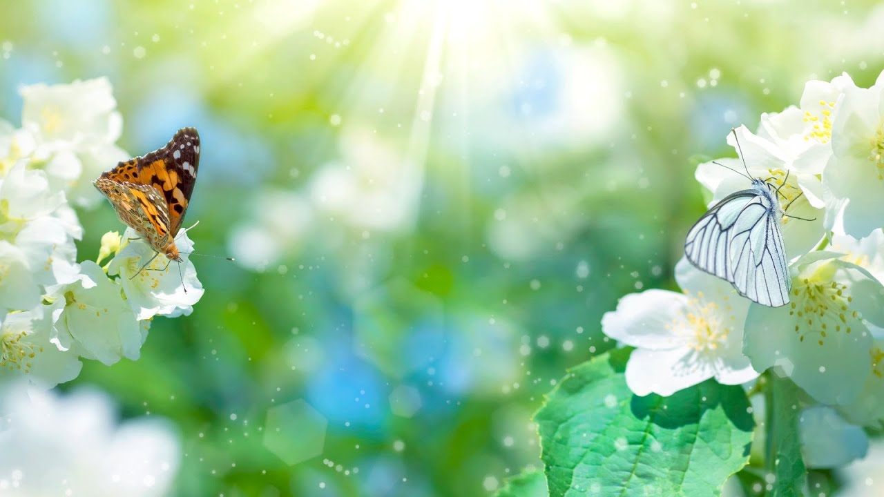 'Video thumbnail for Green mint color: video blog'