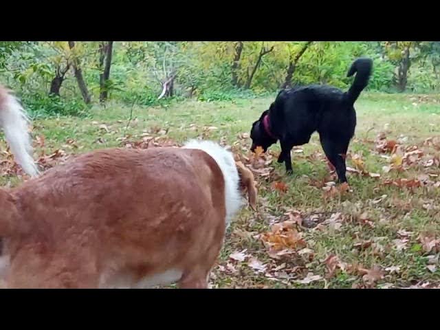 'Video thumbnail for Tao and Milo exploring'