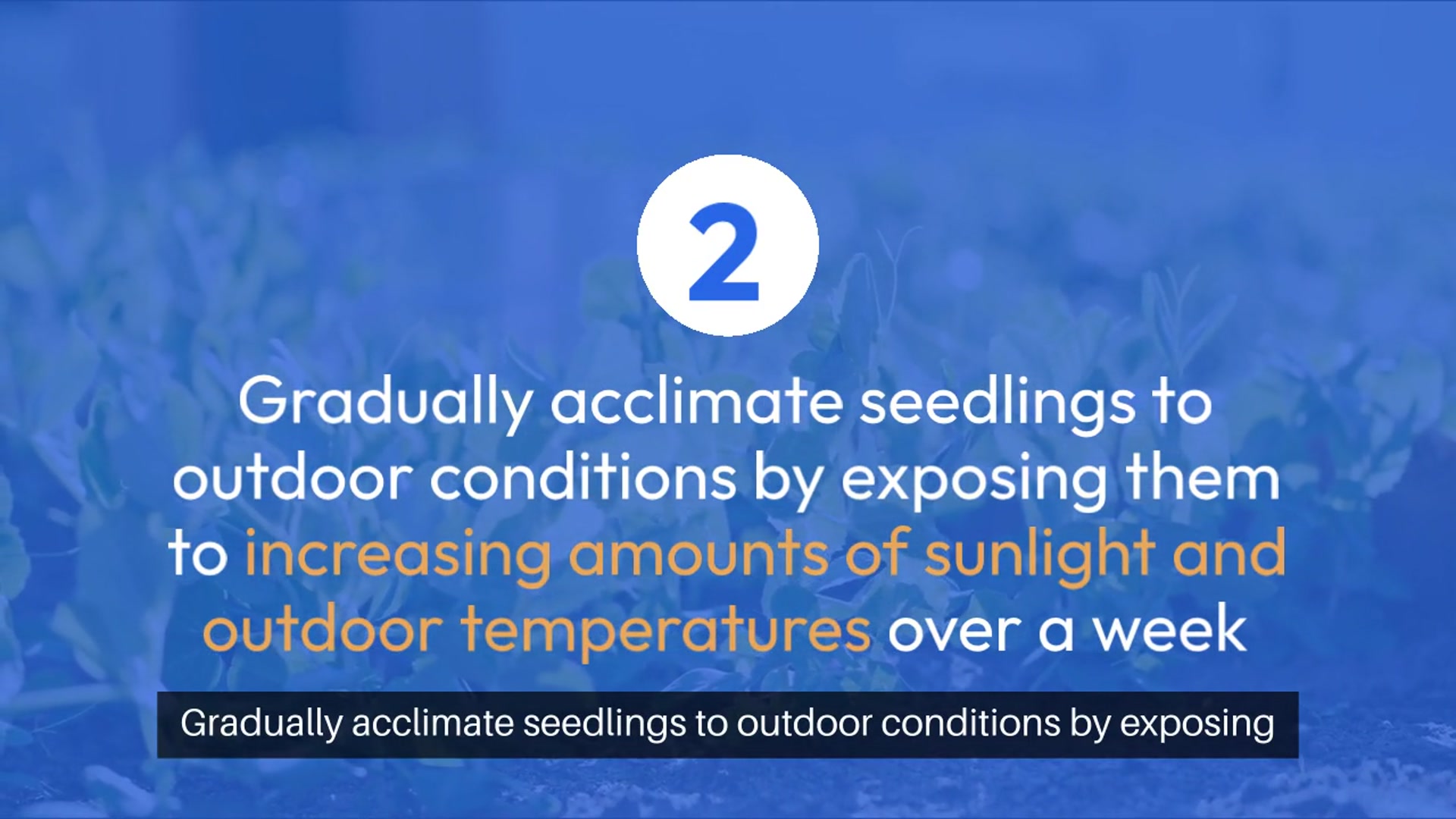 Video thumbnail for Transplanting Seedlings Tips