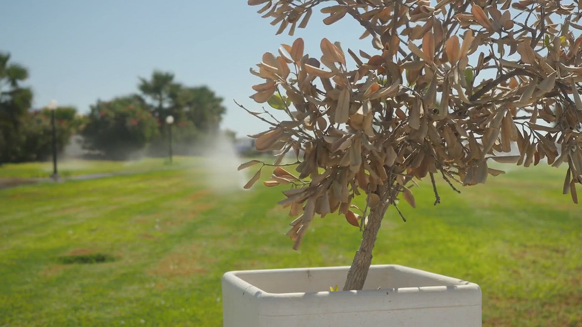 'Video thumbnail for How to Grow a Small Olive Tree'