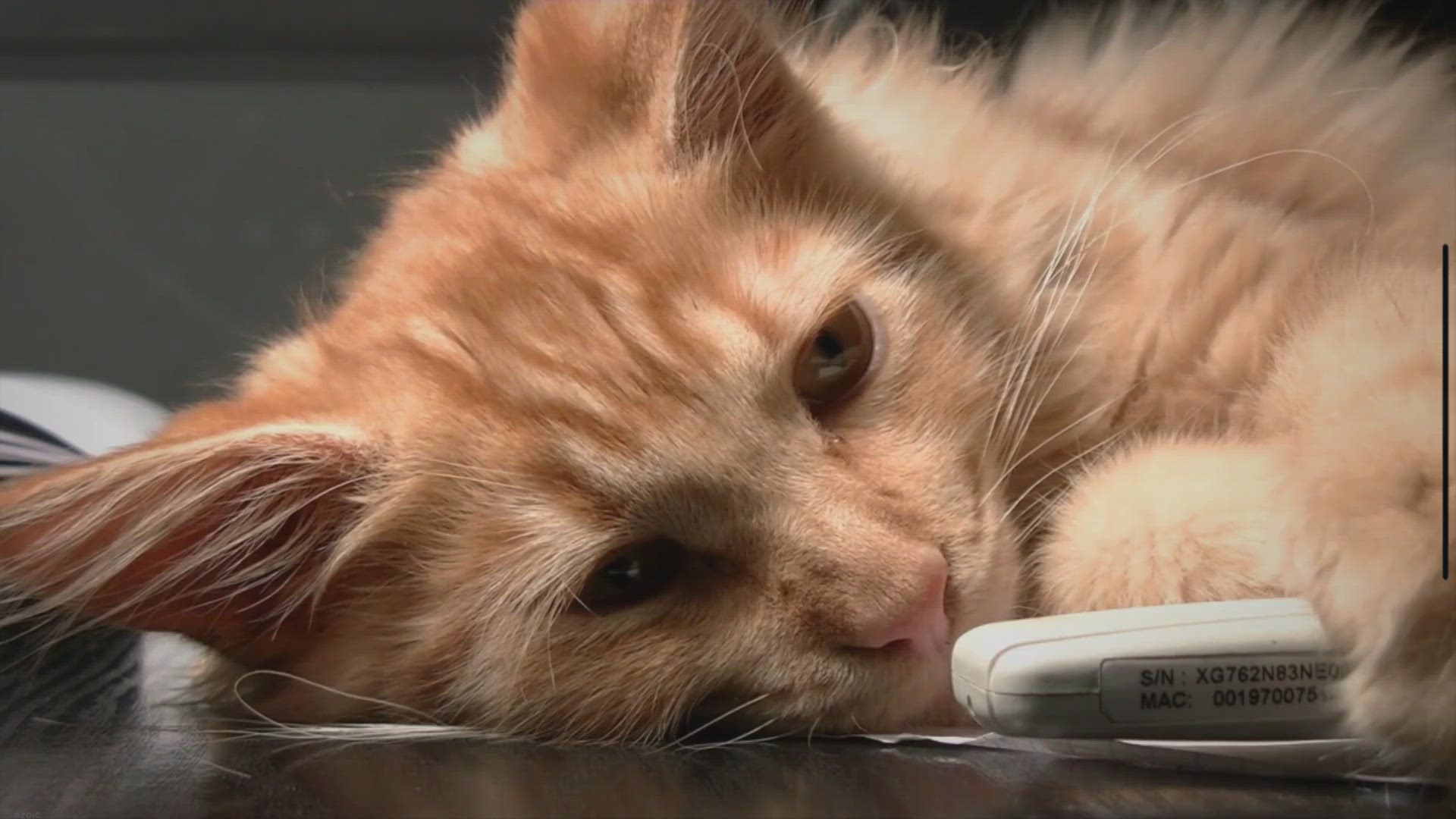 Video thumbnail for 10 Dos and Don’ts When Confining A Cat To A Room At Night