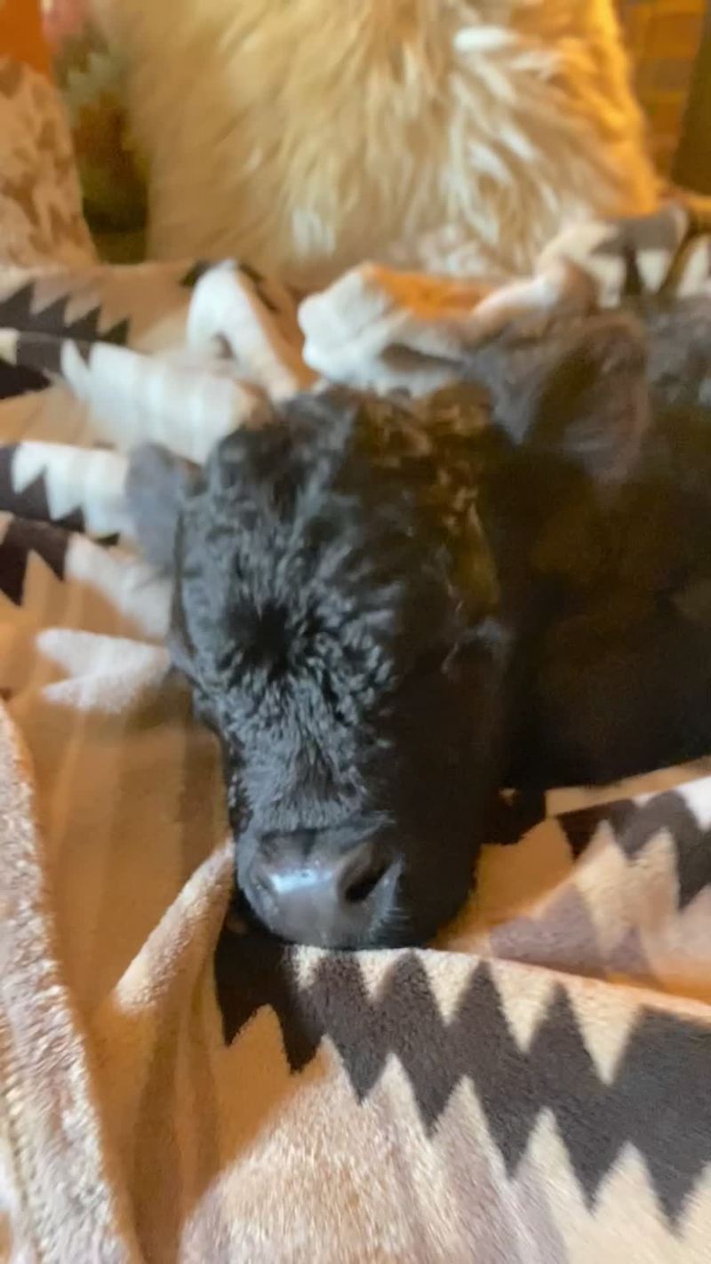 Video thumbnail for Newborn Calf Napping on a Cozy Rustic Bed