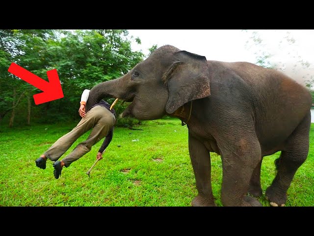 Video thumbnail for Elephant sees his nanny again after 9 years but his reaction was unexpected