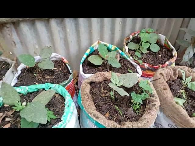 Video thumbnail for small works of mine will make all the brinjal plants grow into very large brinjals in the future.