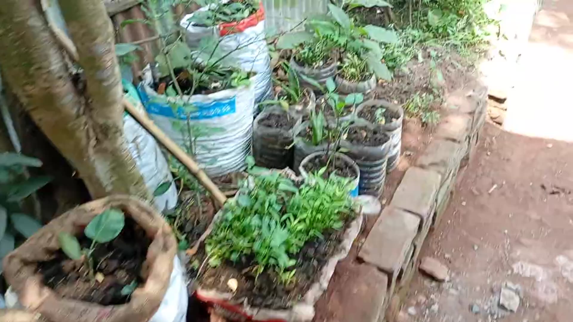 Video thumbnail for small works of mine will make all the brinjal plants grow into very large brinjals in the future.