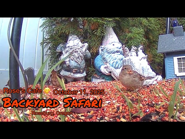Video thumbnail for Backyard Safari, October 11, 2025