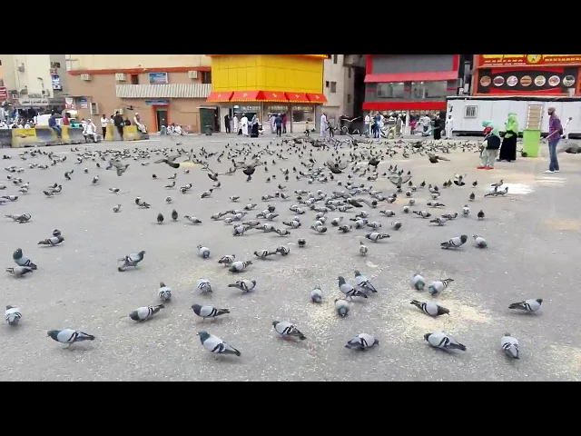 Video thumbnail for Pigeons in Makkah | People Feeding Pigeons in Makkah