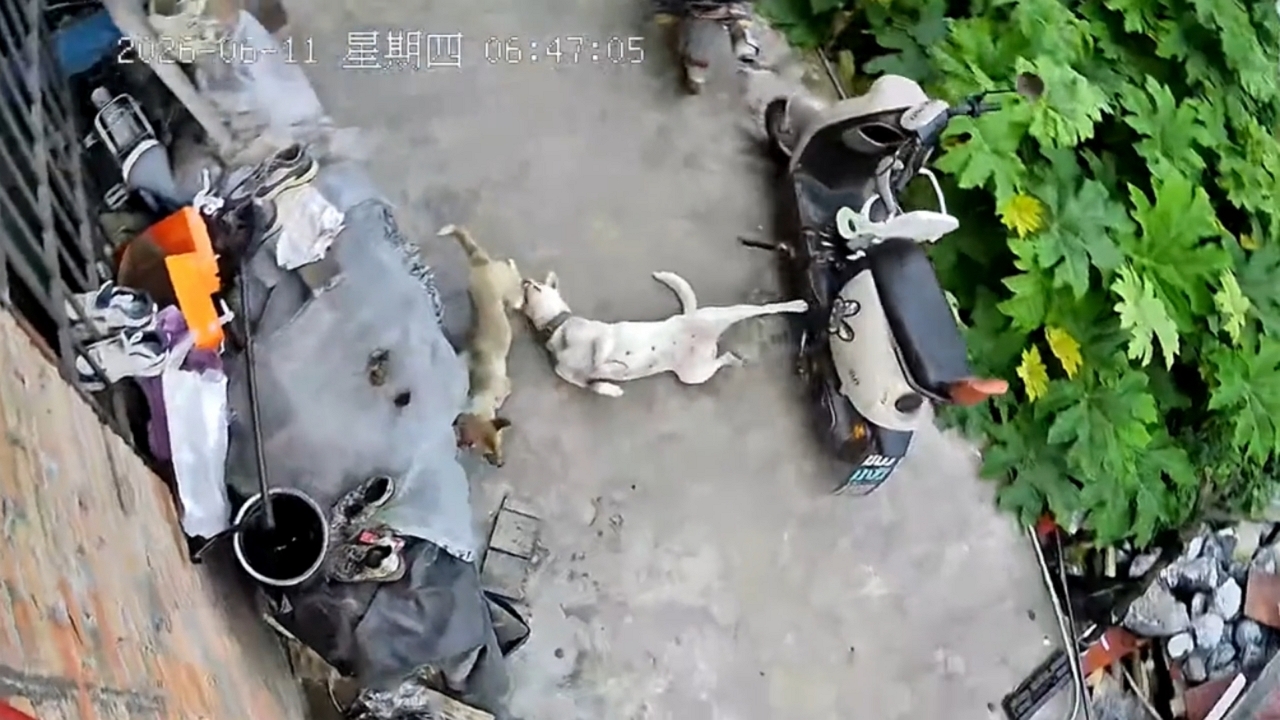 Video thumbnail for Playful Dogs Tumble E-Scooter in Guizhou!