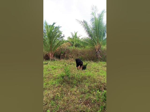 Video thumbnail for February 1, 2025