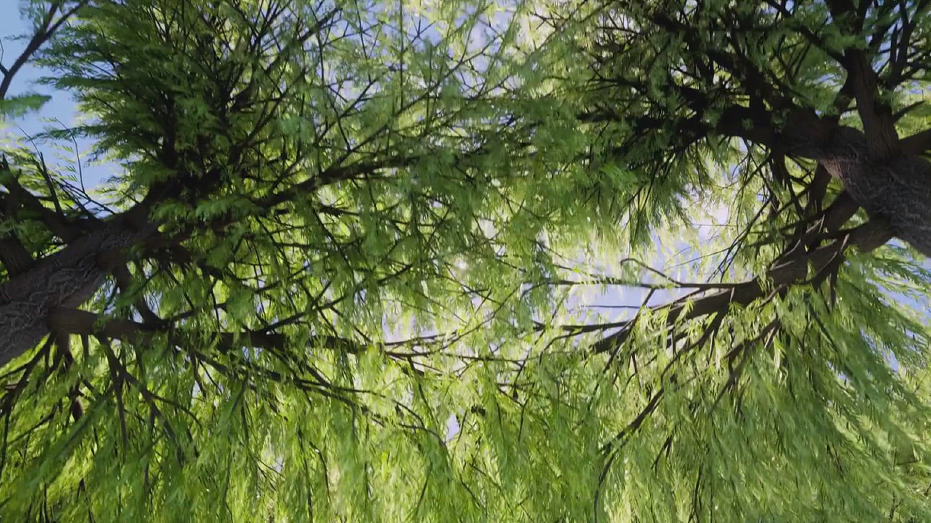 'Video thumbnail for 10 Vegetables Herbs and Flowers That Thrive in the Summer'