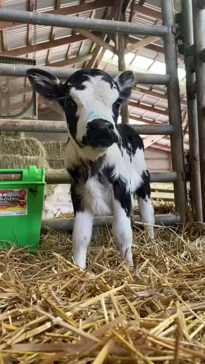 Video thumbnail for Spotted Mini Calf Greeting the Barn