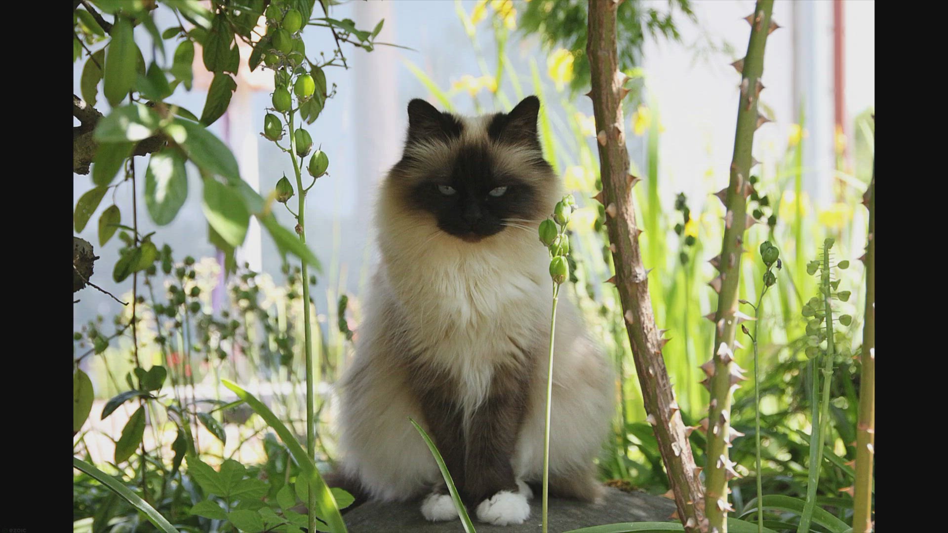 'Video thumbnail for Can Ragdolls Thrive Outdoors? Exploring the Pros and Cons'
