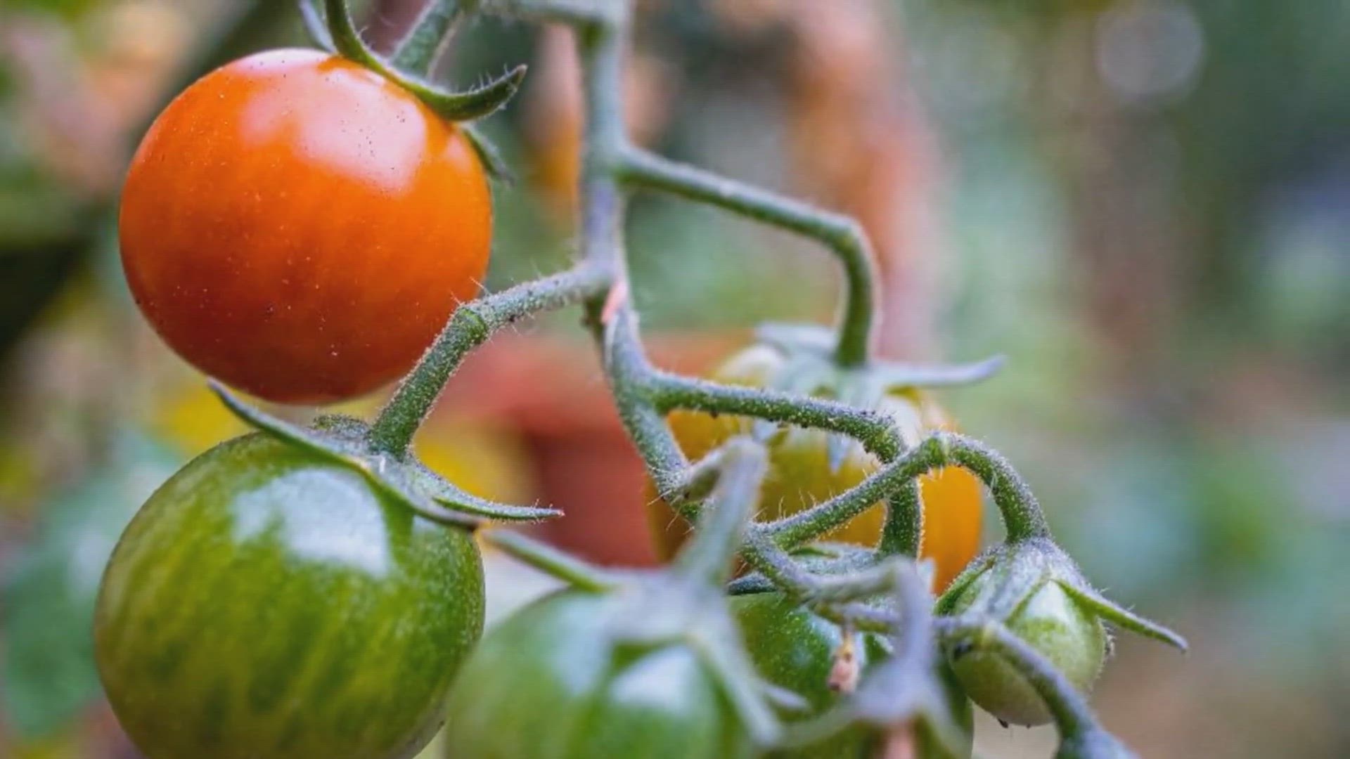 Video thumbnail for Grow Tumbling Tom Tomatoes: A Complete Guide for Small Spaces