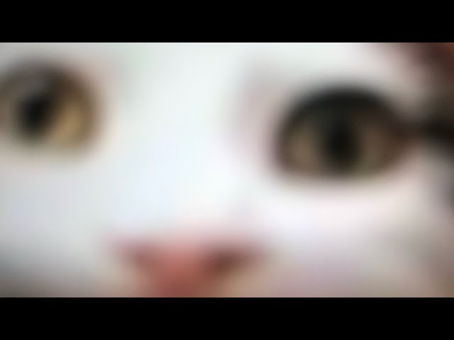 Video thumbnail for THE CAT 🐈🐈🐈🐈🐈🐈🐈🐈🐈🐈🐈🐈🐈🐈🐈🐈🐈🐈🐈🐈🐈🐈🐈🐈🐈      THE CAT 🐈🐈🐈🐈🐈🐈🐈🐈🐈🐈🐈
