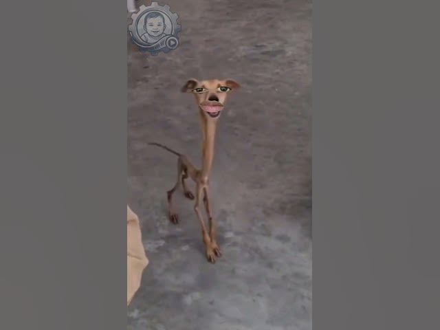 Video thumbnail for सबसे अनोखा कुत्ता! 🐕🤪 #viralvideo#shorts #funnydogs #viralshorts #comedy #trending #funnymoments