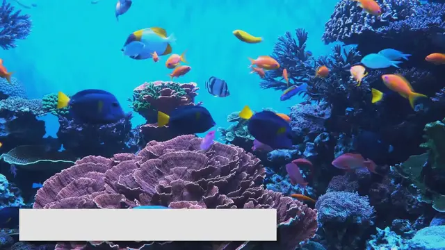 Video thumbnail for The Best Fish for Beginners: Top Species for a New Aquarium
