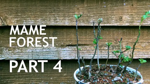 Video thumbnail for Mame Bonsai Forest Part 4