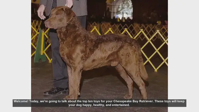Video thumbnail for Top 10 Toys for Your Chesapeake Bay Retriever