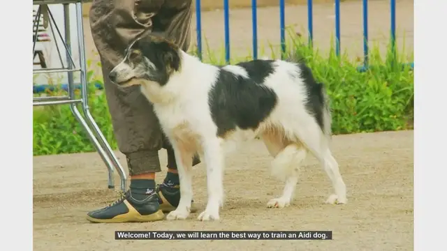 Video thumbnail for How to Train Your Aidi Dog: Tips for Success
