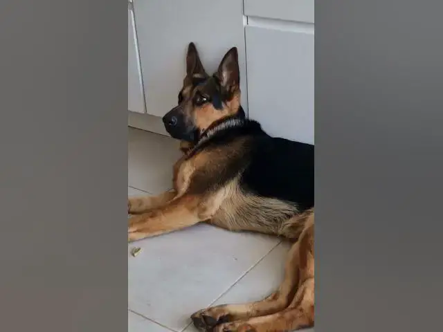 Video thumbnail for I am lazy.