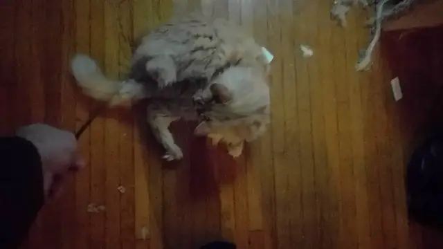 Video thumbnail for Parker and the Lack of Chill | Parker The Cat
