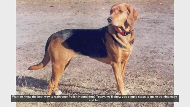Video thumbnail for Easy and Fun Training Tips for Your Polish Hound