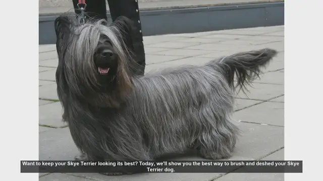 Video thumbnail for How to Brush and Deshed Your Skye Terrier: Essential Grooming Tips