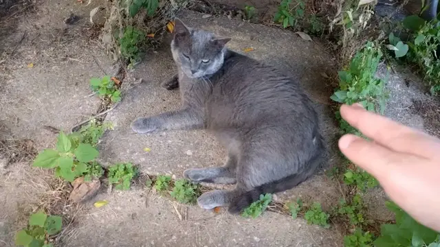 Video thumbnail for Grey Visitor Cat