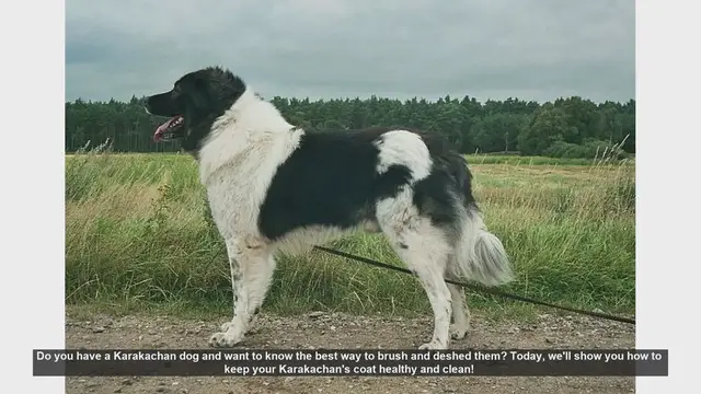 Video thumbnail for How to Brush and Deshed Your Karakachan Dog: Essential Tips