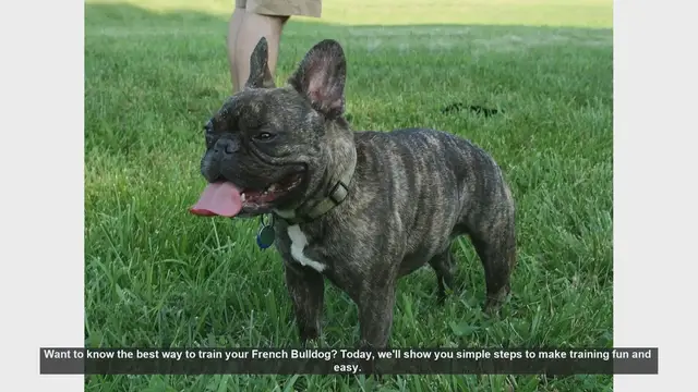Video thumbnail for Top Tips for Training Your French Bulldog: Easy and Fun Steps