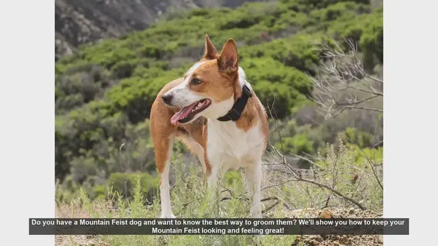 Video thumbnail for How to Groom Your Mountain Feist Dog: Step-by-Step Guide