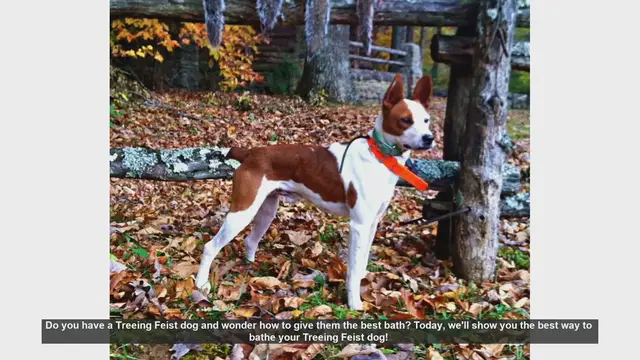 Video thumbnail for How to Bathe Your Treeing Feist Dog: Step-by-Step Guide