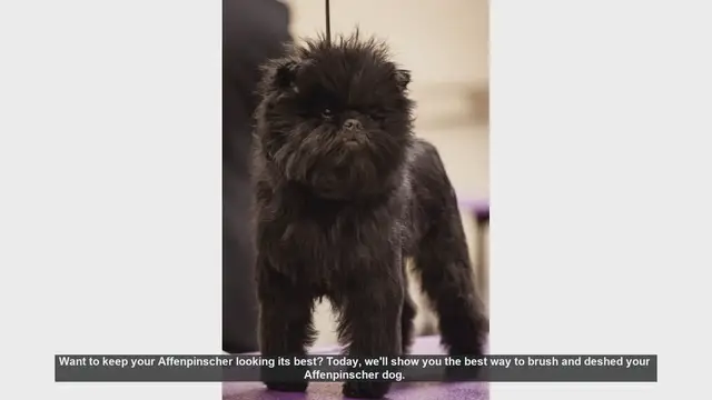 Video thumbnail for How to Brush and Deshed Your Affenpinscher: Step-by-Step Guide